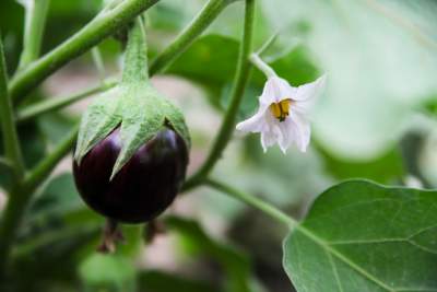 Why Eggplant Flowers Falling Off?