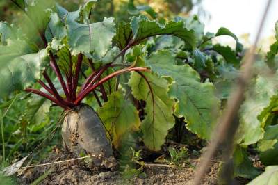 Growing Beets in Containers | How to Grow Beets in Pots