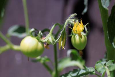 Why Are My Tomato Flowers Falling Off?