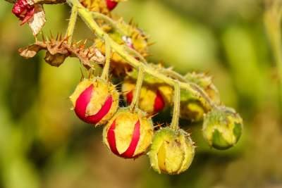 How to Grow Litchi Tomatoes and Harvest?