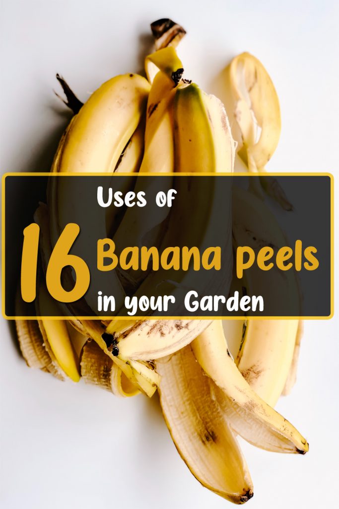 16 Banana Peel Uses in the Garden You Should Try Once