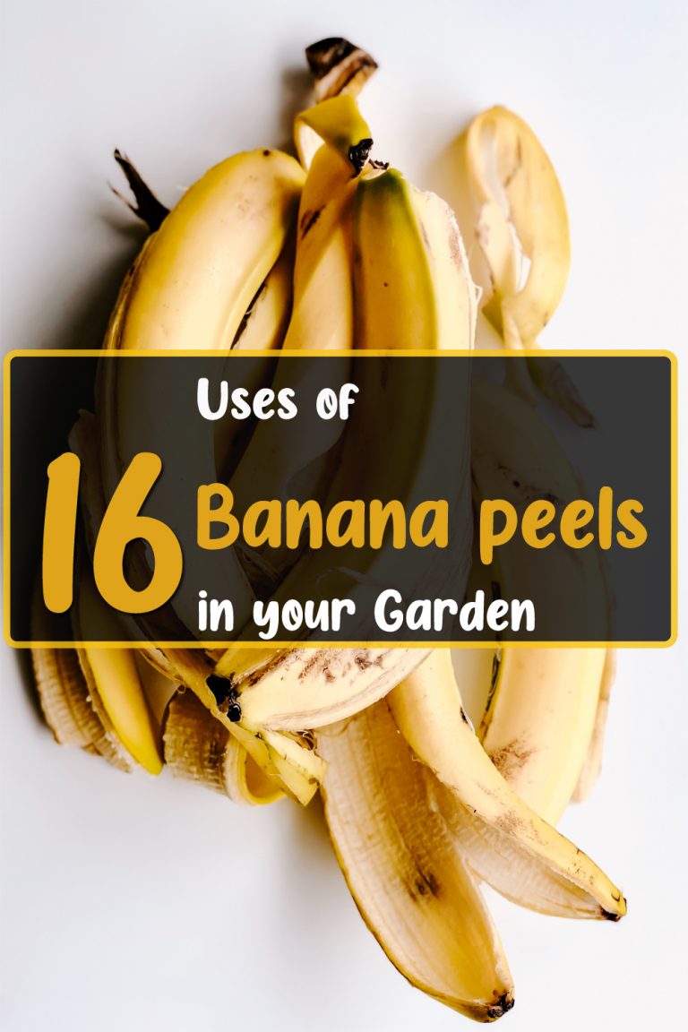 16 Banana Peel Uses in the Garden You Should Try Once Farming Pedia