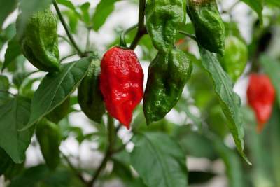 Why My Pepper Plants Leaves are Wrinkled?