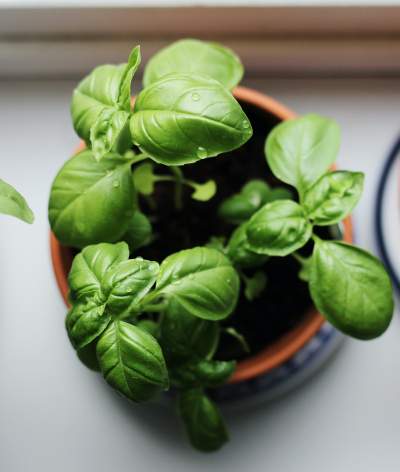 How to Grow Spinach in Pots?