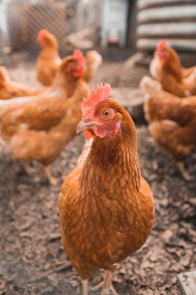 How to Cure Four Common Chicken Health Issues with Treats & Supplements