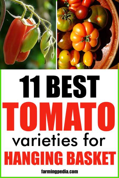 11 Best Tomato Varieties for Hanging Baskets