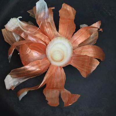 8 Amazing Onion Skin Uses and Benefits for Gardening