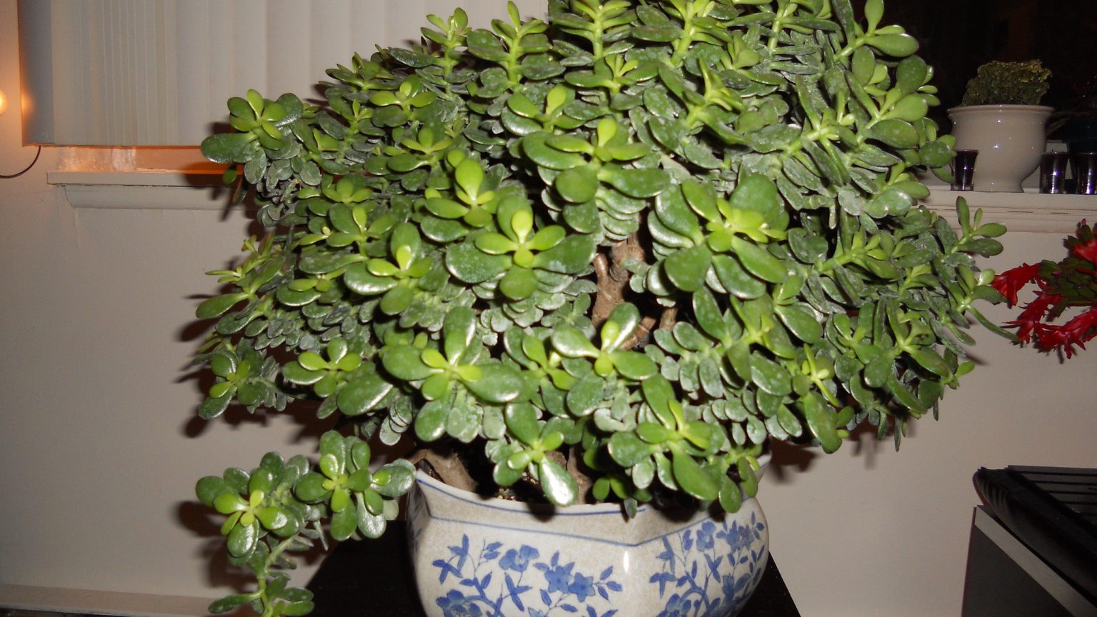 How Often to Water Jade Plants? Farming Pedia