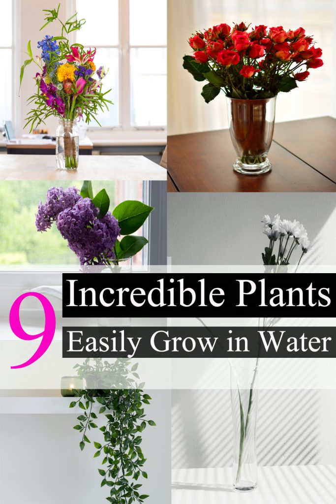 9 Incredible Plants You Can Easily Grow in Water