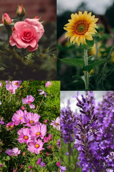8 Edible Flowers You Should Grow In Your Vegetable Garden