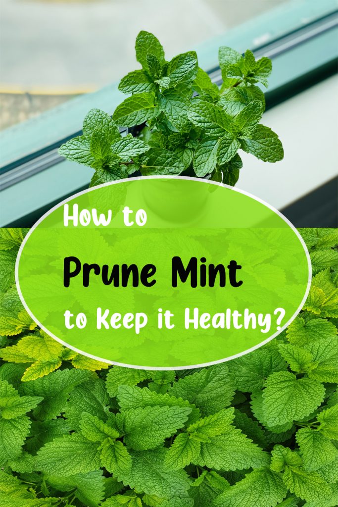 How to Prune Mint to Keep it Healthy?