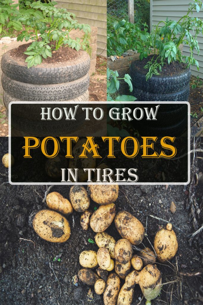 How to Grow Potatoes in Tires?