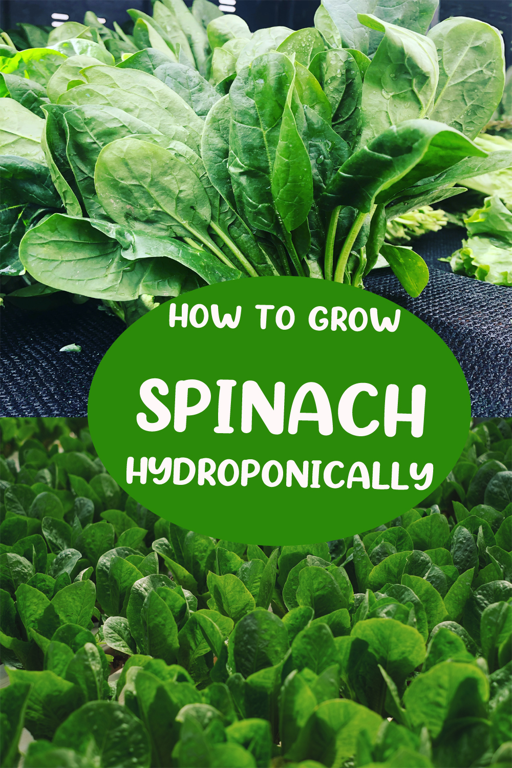 How to Grow Spinach Hydroponically?
