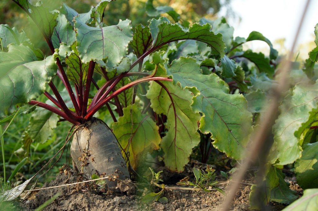 How Often Should I Water Beetroot Plant?