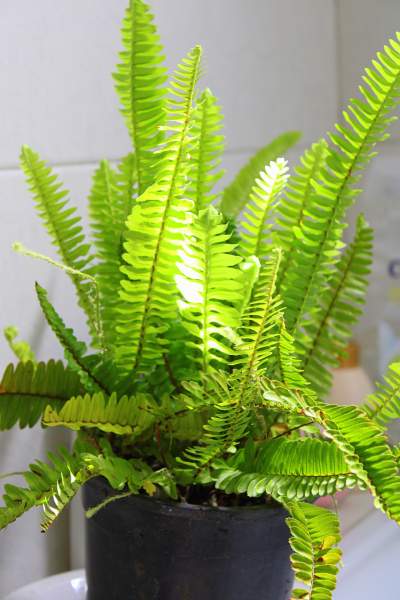 How to Grow Boston Fern Indoors?
