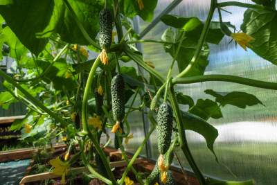 How to grow the best crop of cucumber ever?