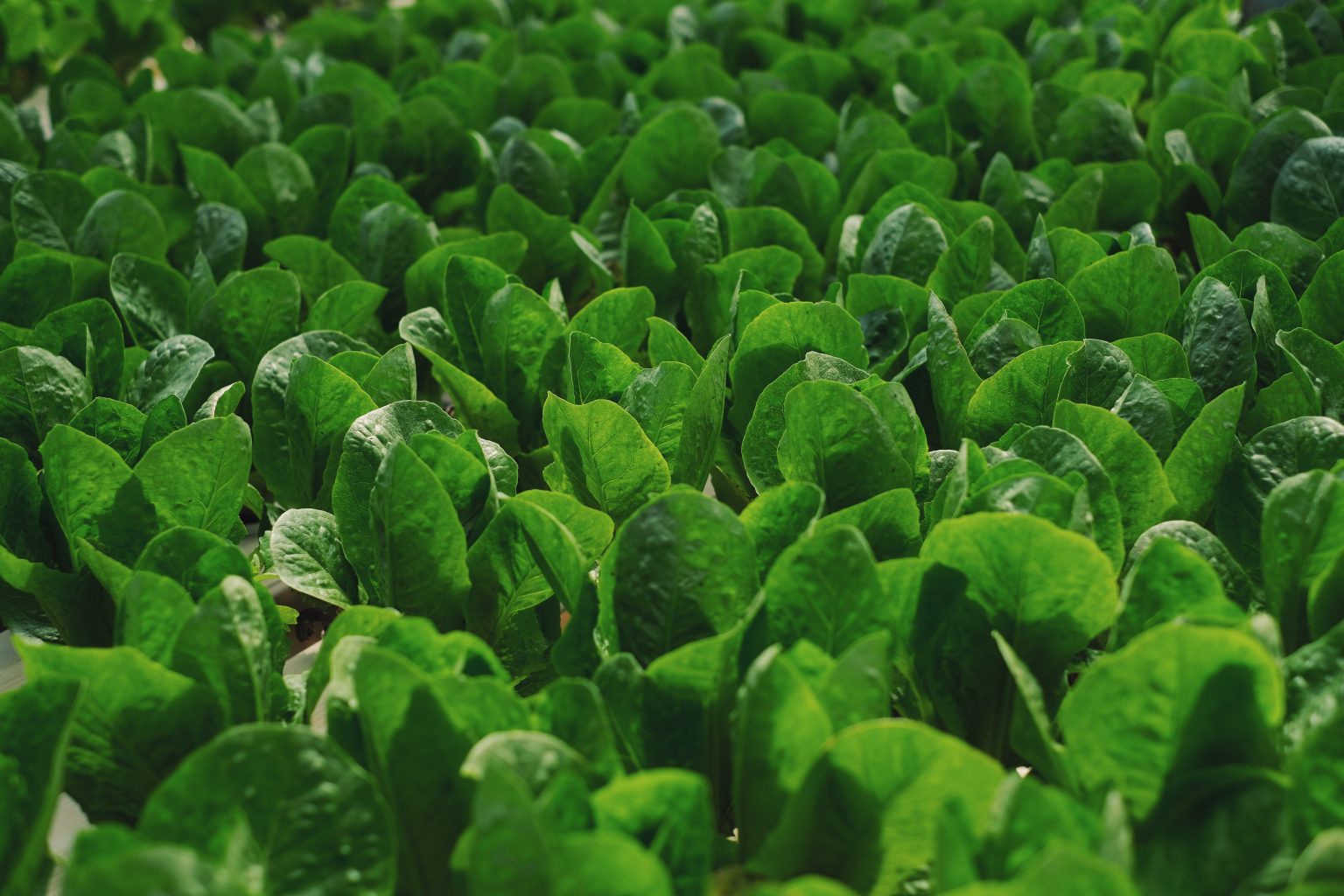 How to Grow Spinach Hydroponically? Farming Pedia
