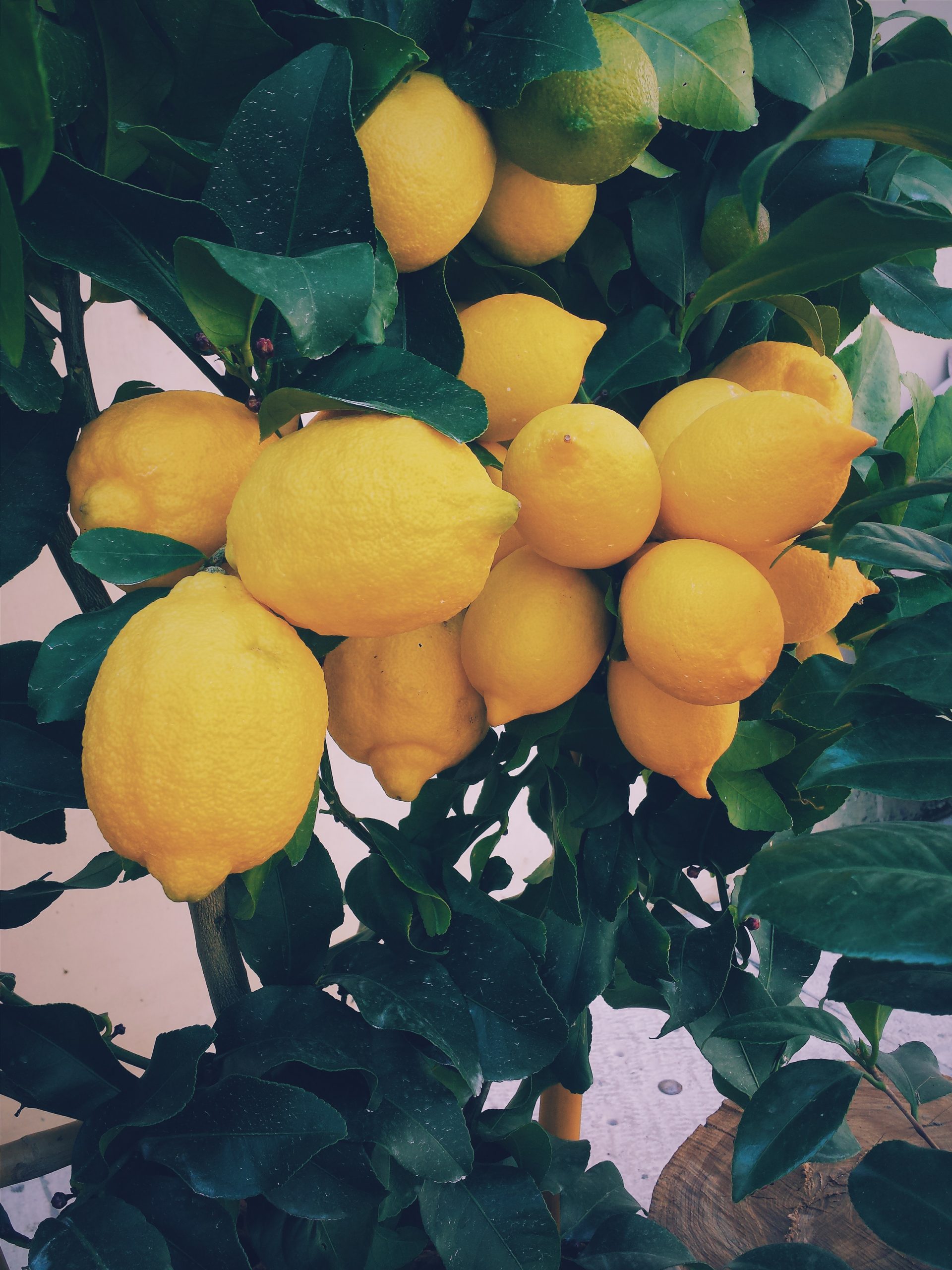 How to Grow a Lemon Tree in Pot | Care and Growing Lemon Tree