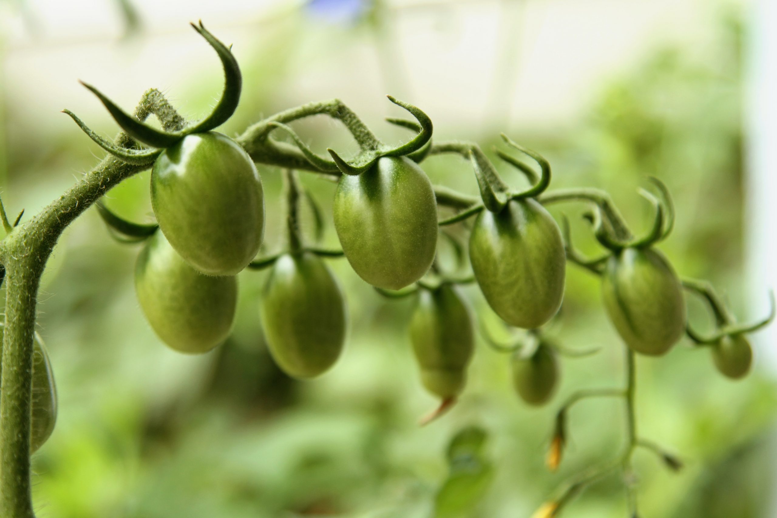 Is Chicken Manure Good for Tomato Plants?