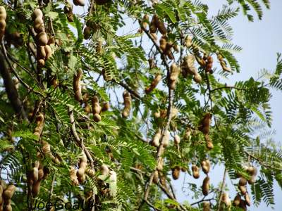 How to Grow Tamarind Tree?