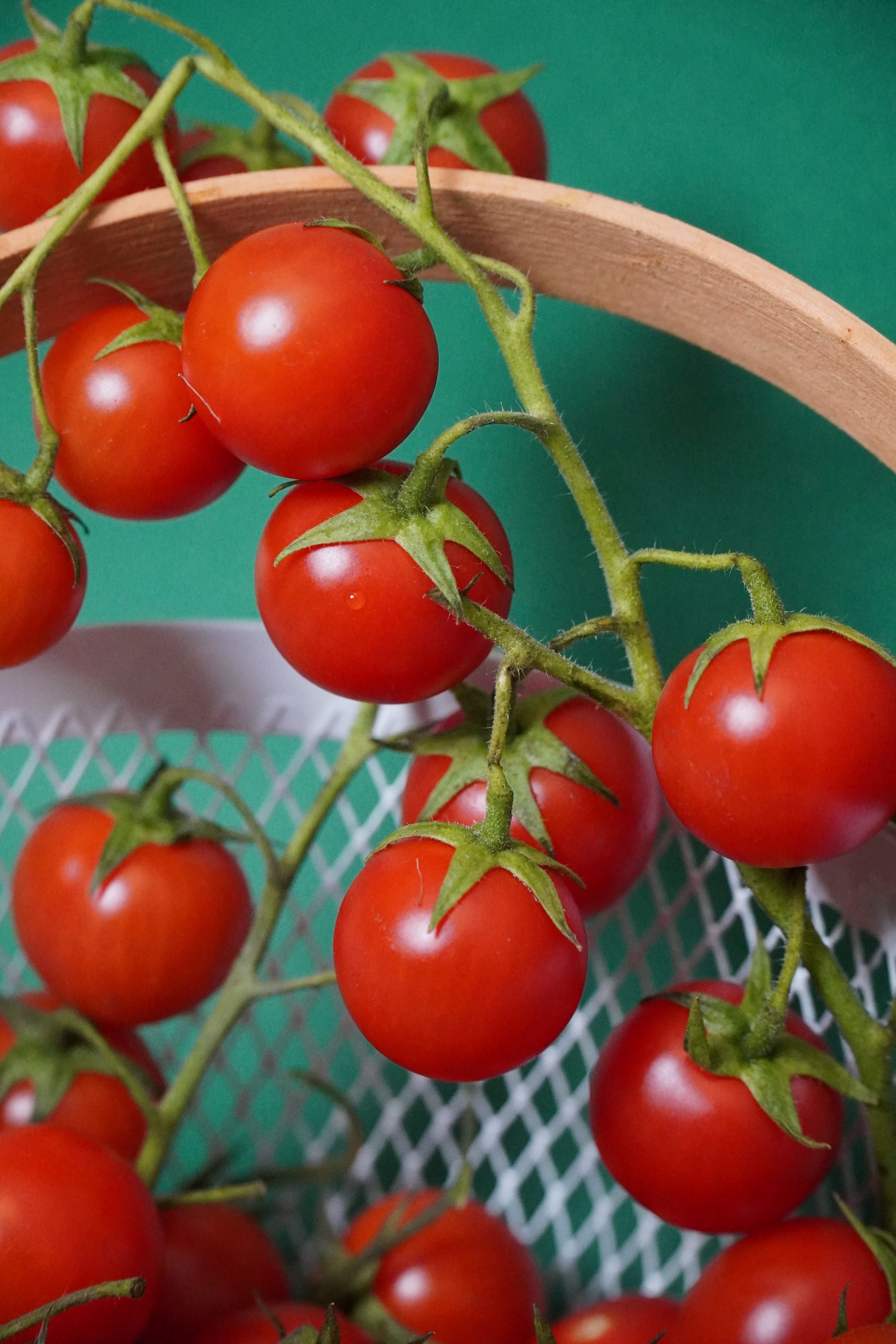 How to: Growing Tomatoes in Containers, Raised Beds & Backyard?