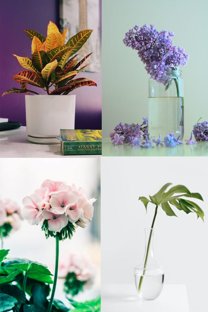 12 Plants You Can Start with One Cutting & A Glass of Water
