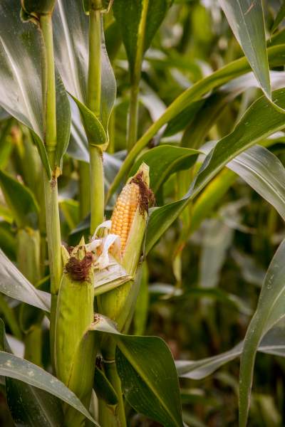 How to Grow Corns in Containers?