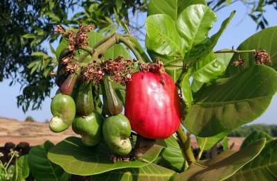 How to Grow Cashews Tree| Growing Cashew Nuts at Home