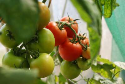 Why My Tomato Plants Growing Too Tall and Leggy?