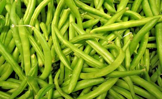 Growing Green Beans 