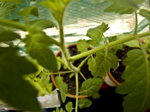 Tomato Branches Curling Down: Why & How to Fix