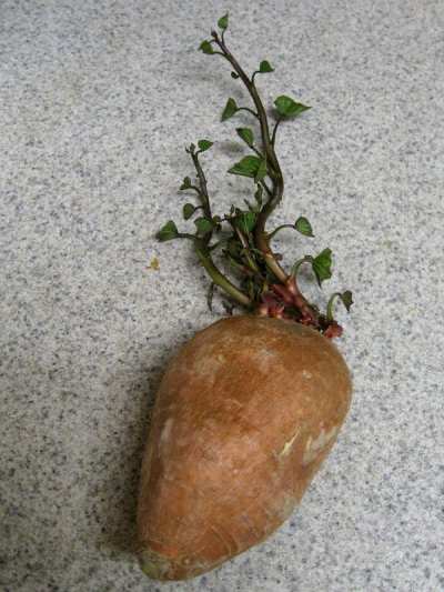 Best Soil for Sweet Potatoes Growing at Home