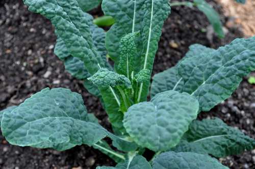 How Long Does it Take for Kale to Grow?