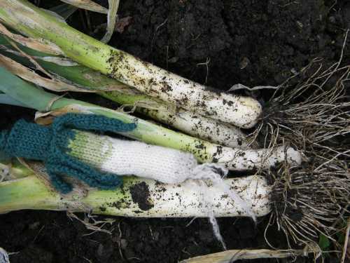 Best Soil for Growing Leeks- Soil Preparation