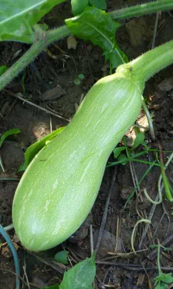 Why Are My Squash Plant Leaves Turning Yellow?