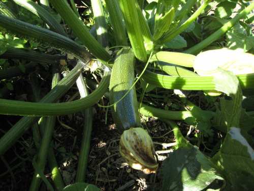 Why Zucchini Plant Leaves Turning Yellow?