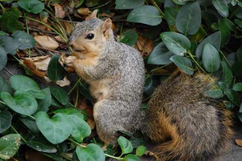 How to Get Rid of Squirrels In My Vegetable Garden?
