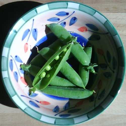 Why Are Sweet Pea Leaves Turning Yellow?