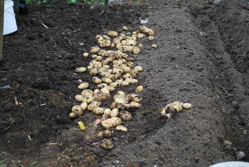 How to: Can You Grow Potatoes in Clay Soil?