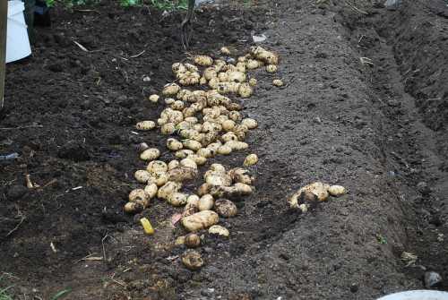 How Much Water Do Potatoes Need?