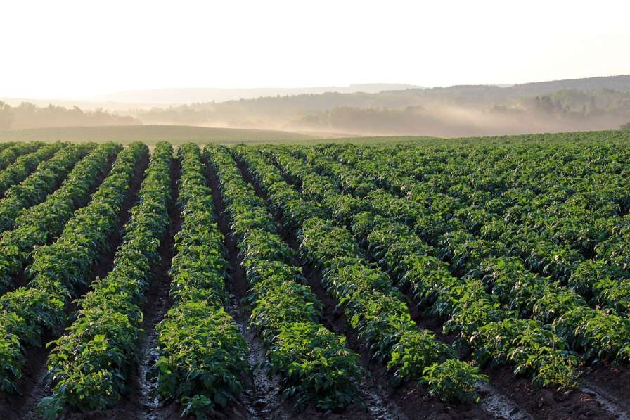 growing potato plants