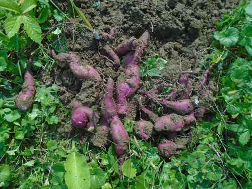 How Far Apart Do You Plant Sweet Potatoes?