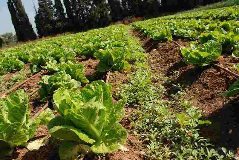 Does Growing Vegetables Attract Rats?