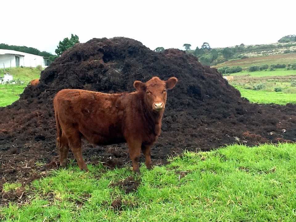 cow manure for tomatoes