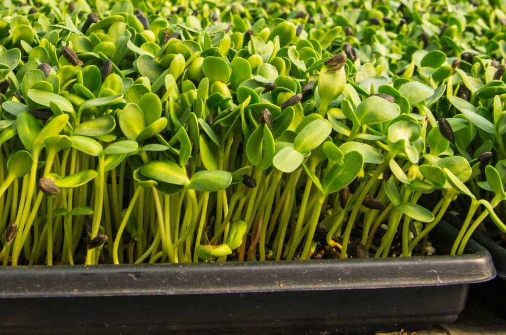 How to Make Money Growing Microgreens?