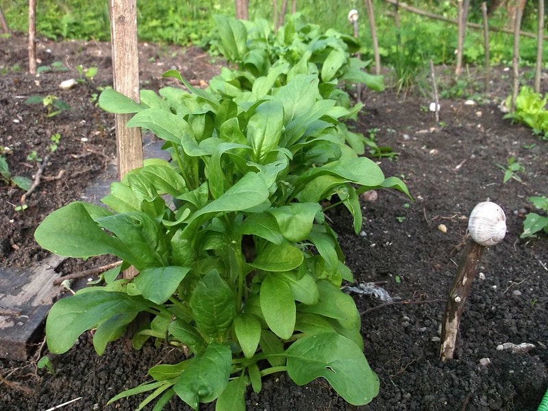 How Much Water Does Spinach Need to Grow?