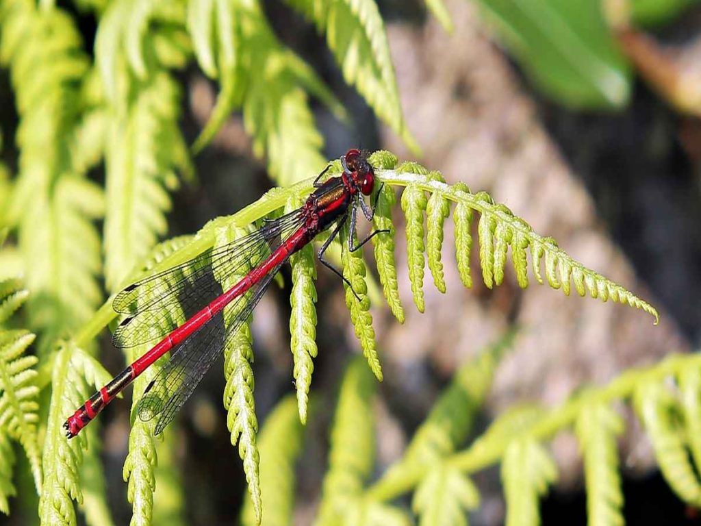 One Dragonfly Can Eat 100s of Mosquitoes a Day. Keep These Plants in Your Yard to Attract Dragonflies