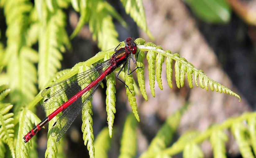 One Dragonfly Can Eat 100s of Mosquitoes a Day. Keep These Plants in Your Yard to Attract Dragonflies