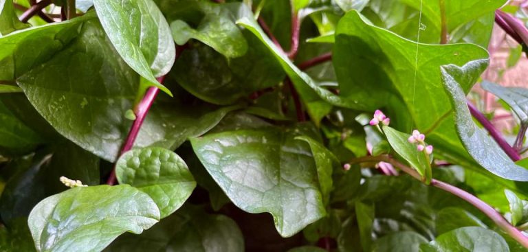 How To Growing Malabar Spinach In Pots Farming Pedia