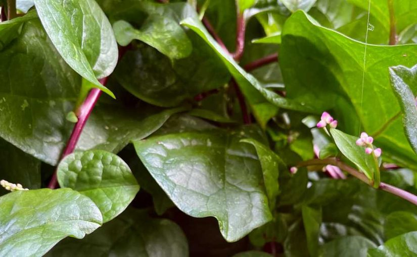 How to: Growing Malabar Spinach in Pots?